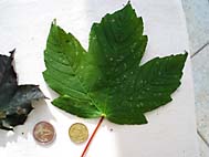 foto bomen: Gewone_esdoorn__Acer_pseudoplatanus__Sycamore_maple
