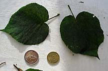 foto bomen: lindefamilie 