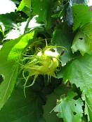 summer photograph Boomhazelaar__Corylus_colurna__Turkish_filbertimg_6681.jpg