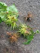 summer photograph Boomhazelaar__Corylus_colurna__Turkish_filbertimg_6684.jpg