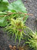 summer photograph Boomhazelaar__Corylus_colurna__Turkish_filbertimg_6685.jpg