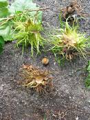 summer photograph Boomhazelaar__Corylus_colurna__Turkish_filbertimg_6686fruit.jpg
