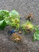 summer photograph Boomhazelaar__Corylus_colurna__Turkish_filbertimg_6687.jpg