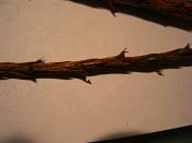 summer photograph Reuze_sequoia_Mammoetboom__Sequoiadendron_giganteum__Giant_sequoiaimg_0240.jpg