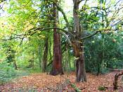 summer photograph Reuze_sequoia_Mammoetboom__Sequoiadendron_giganteum__Giant_sequoiaimg_0263.jpg