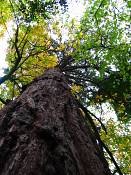 summer photograph Reuze_sequoia_Mammoetboom__Sequoiadendron_giganteum__Giant_sequoiaimg_0267.jpg