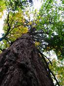 summer photograph Reuze_sequoia_Mammoetboom__Sequoiadendron_giganteum__Giant_sequoiaimg_0267.jpg