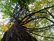 summer photograph Reuze_sequoia_Mammoetboom__Sequoiadendron_giganteum__Giant_sequoiaimg_0268.jpg