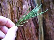 summer photograph Reuze_sequoia_Mammoetboom__Sequoiadendron_giganteum__Giant_sequoiaimg_0273.jpg