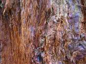 summer photograph Reuze_sequoia_Mammoetboom__Sequoiadendron_giganteum__Giant_sequoiaimg_0274.jpg