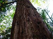 summer photograph Reuze_sequoia_Mammoetboom__Sequoiadendron_giganteum__Giant_sequoiaimg_0278.jpg