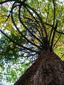 summer photograph Reuze_sequoia_Mammoetboom__Sequoiadendron_giganteum__Giant_sequoiaimg_0279.jpg