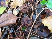 summer photograph Reuze_sequoia_Mammoetboom__Sequoiadendron_giganteum__Giant_sequoiaimg_0281fruit.jpg