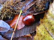 summer photograph Tamme_kastanje__Castanea_sativa__Sweet_chestnutimg_0292.jpg