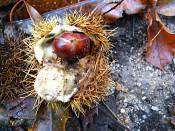 summer photograph Tamme_kastanje__Castanea_sativa__Sweet_chestnutimg_0293.jpg