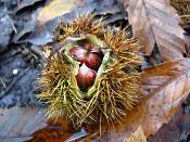 summer photograph Tamme_kastanje__Castanea_sativa__Sweet_chestnutimg_0295.jpg