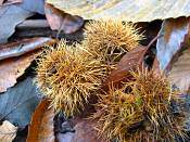 summer photograph Tamme_kastanje__Castanea_sativa__Sweet_chestnutimg_0296fruit.jpg