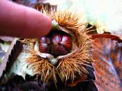 summer photograph Tamme_kastanje__Castanea_sativa__Sweet_chestnutimg_0297fruit.jpg