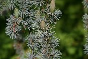 summer photograph Atlasceder__Cedrus_atlantica__Atlas_cedarimg_4255.jpg