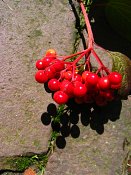 summer photograph Gelderse_roos_Sneeuwbal__Viburnum_opulus__European_cranberrybushimg_3427.jpg