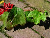 summer photograph Gelderse_roos_Sneeuwbal__Viburnum_opulus__European_cranberrybushimg_3428.jpg