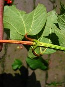 summer photograph Gelderse_roos_Sneeuwbal__Viburnum_opulus__European_cranberrybushimg_3436.jpg