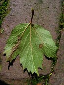 summer photograph Gelderse_roos_Sneeuwbal__Viburnum_opulus__European_cranberrybushimg_3439.jpg