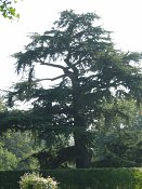 summer photograph Libanon_ceder__Cedrus_libani__cedar_of_Lebanonimg_3750.jpg