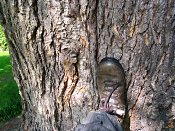 summer photograph Libanon_ceder__Cedrus_libani__cedar_of_Lebanonimg_3755bastbark.jpg