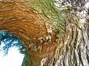 summer photograph Libanon_ceder__Cedrus_libani__cedar_of_Lebanonimg_3763.jpg