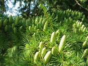 bloemen Libanon_ceder__Cedrus_libani__cedar_of_Lebanonimg_3779.jpg