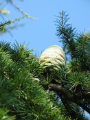 summer photograph Libanon_ceder__Cedrus_libani__cedar_of_Lebanonimg_3796fruitvrucht.jpg