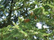 summer photograph Libanon_ceder__Cedrus_libani__cedar_of_Lebanonimg_3797.jpg