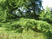 summer photograph Libanon_ceder__Cedrus_libani__cedar_of_Lebanonimg_3804.jpg