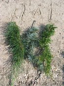 summer photograph Libanon_ceder__Cedrus_libani__cedar_of_Lebanonimg_3809himalaya_atlas_libanon_needles.jpg