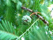 summer photograph Metasequoia__Metasequoia__glyptostroboides__Dawn_redwoodimg_3648.jpg