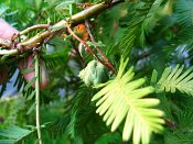 summer photograph Metasequoia__Metasequoia__glyptostroboides__Dawn_redwoodimg_3656.jpg