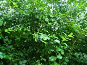 summer photograph Sleedoorn__Prunus_spinosa__Blackthornimg_3492.jpg