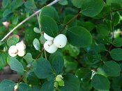 summer photograph Sneeuwbes__Symphoricarpos_albus__Snowberryimg_3416besberry.jpg