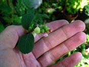 summer photograph Sneeuwbes__Symphoricarpos_albus__Snowberryimg_3417.jpg