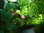 summer photograph Sneeuwbes__Symphoricarpos_albus__Snowberryimg_3418.jpg