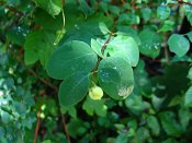 summer photograph Sneeuwbes__Symphoricarpos_albus__Snowberryimg_3419bladleaf.jpg