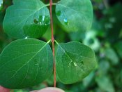 summer photograph Sneeuwbes__Symphoricarpos_albus__Snowberryimg_3421.jpg