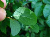 summer photograph Sneeuwbes__Symphoricarpos_albus__Snowberryimg_3422.jpg