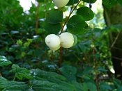 summer photograph Sneeuwbes__Symphoricarpos_albus__Snowberryimg_3423.jpg