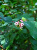 summer photograph Sneeuwbes__Symphoricarpos_albus__Snowberryimg_3424.jpg