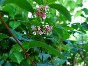summer photograph Sneeuwbes__Symphoricarpos_albus__Snowberryimg_3425flowerbloem.jpg