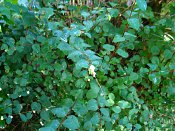 summer photograph Sneeuwbes__Symphoricarpos_albus__Snowberryimg_3426.jpg