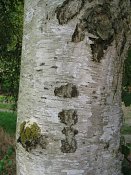 summer photograph Zachte_berk__Betula_pubescens__Downy_birchimg_3712.jpg