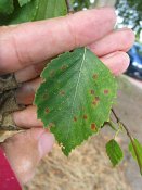 summer photograph Zachte_berk__Betula_pubescens__Downy_birchimg_3713.jpg